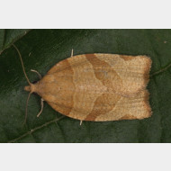 Archipini Pandemis cerasana