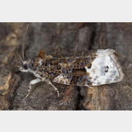 Olethreutini Apotomis capreana