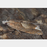 Eucosmini Eucosma conterminana