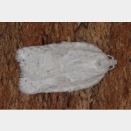 Tortricini Acleris logiana