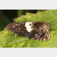 Eucosmini Notocelia tetragonana