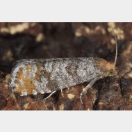 Eucosmini Pseudococcyx posticana