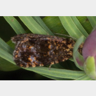 Olethreutini Celypha siderana