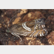 Grapholitini Grapholita jungiella