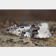 Olethreutini Apotomis turbidana