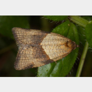 Ramapesiini Philedone gerningana