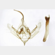 Xanthorhoe biriviata m